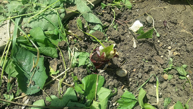 Alloment blog, allotment