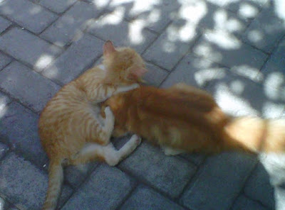 +Gambar foto kucing persia sedang bermain dengan anak kucing lucu