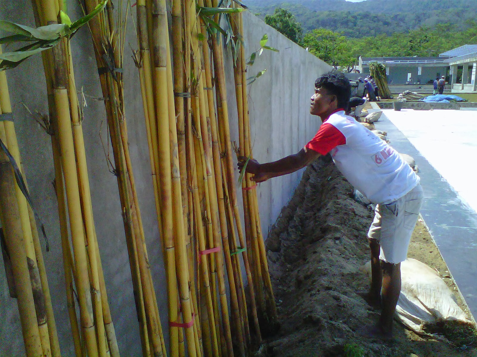 jual bambu hias bambu taman bambu kuning bambu 