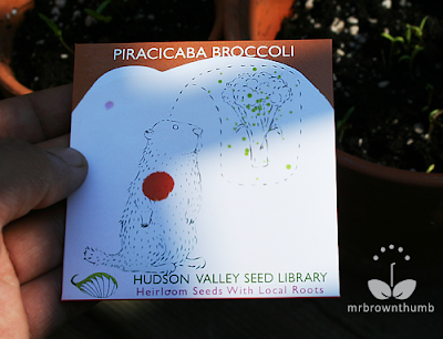 Piracicaba broccoli Hudson Valley Seed Library