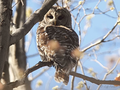 Barred Owl