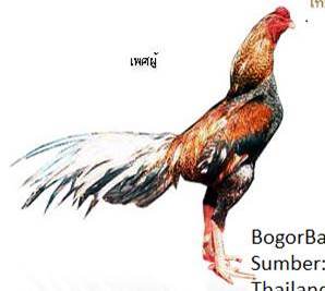 52 Koleksi Spesial Gambar Kartun Ayam Jago Keren 