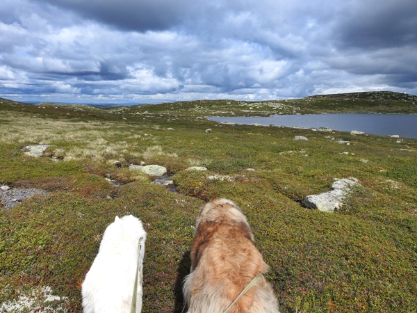 sørbølfjellet skardsvarden hallingdal hvit gjeterhund
