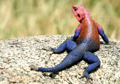 Real Spider man Lizard 