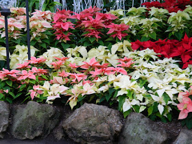 Poinsettias massed at Allan Gardens Conservatory  2015 Christmas Flower Show by garden muses-not another Toronto gardening blog