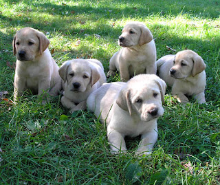 Labrador Retriever Puppy Picture