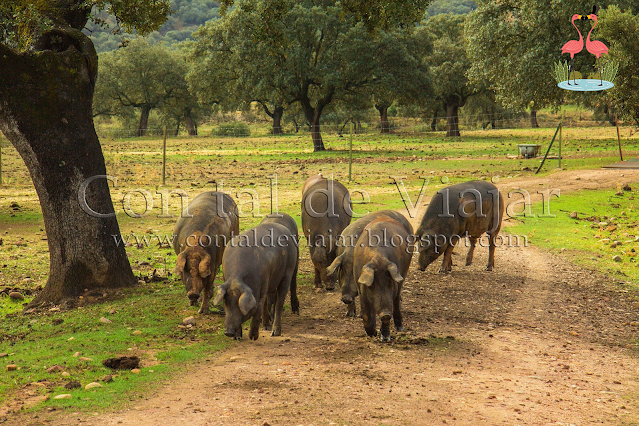 MONTÁNCHEZ | GUÍA TURÍSTICA PARA VISITARLA