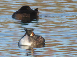 Great Crested Grebe and female Tufted Duck