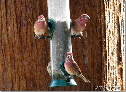 Purple Finch on Feeder