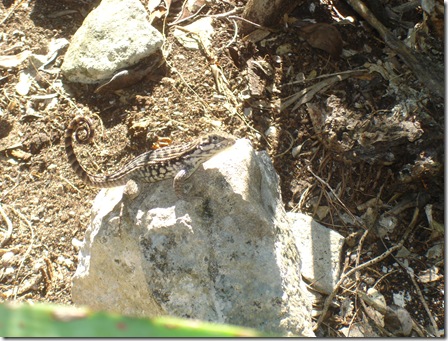Shroud Cay,Bahamas 060