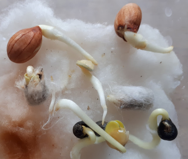 germination arachide cacahuète hydroponie paris 18