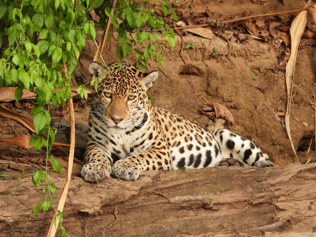 Jaguar