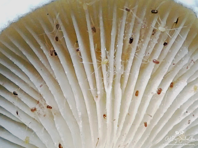 Mites On Mushroom