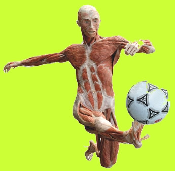 The Soccer Player, 2005 Copyright: Gunther von Hagens, Institute for Plastination, Heidelberg, Germany, www.bodyworlds.com 