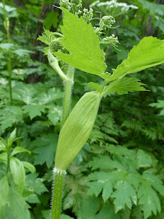 Berce laineuse - Heracleum maximum - Berce très grande