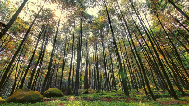 Taman Wisata Gunung Pancar