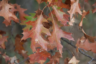 photo of northern red oak leaves