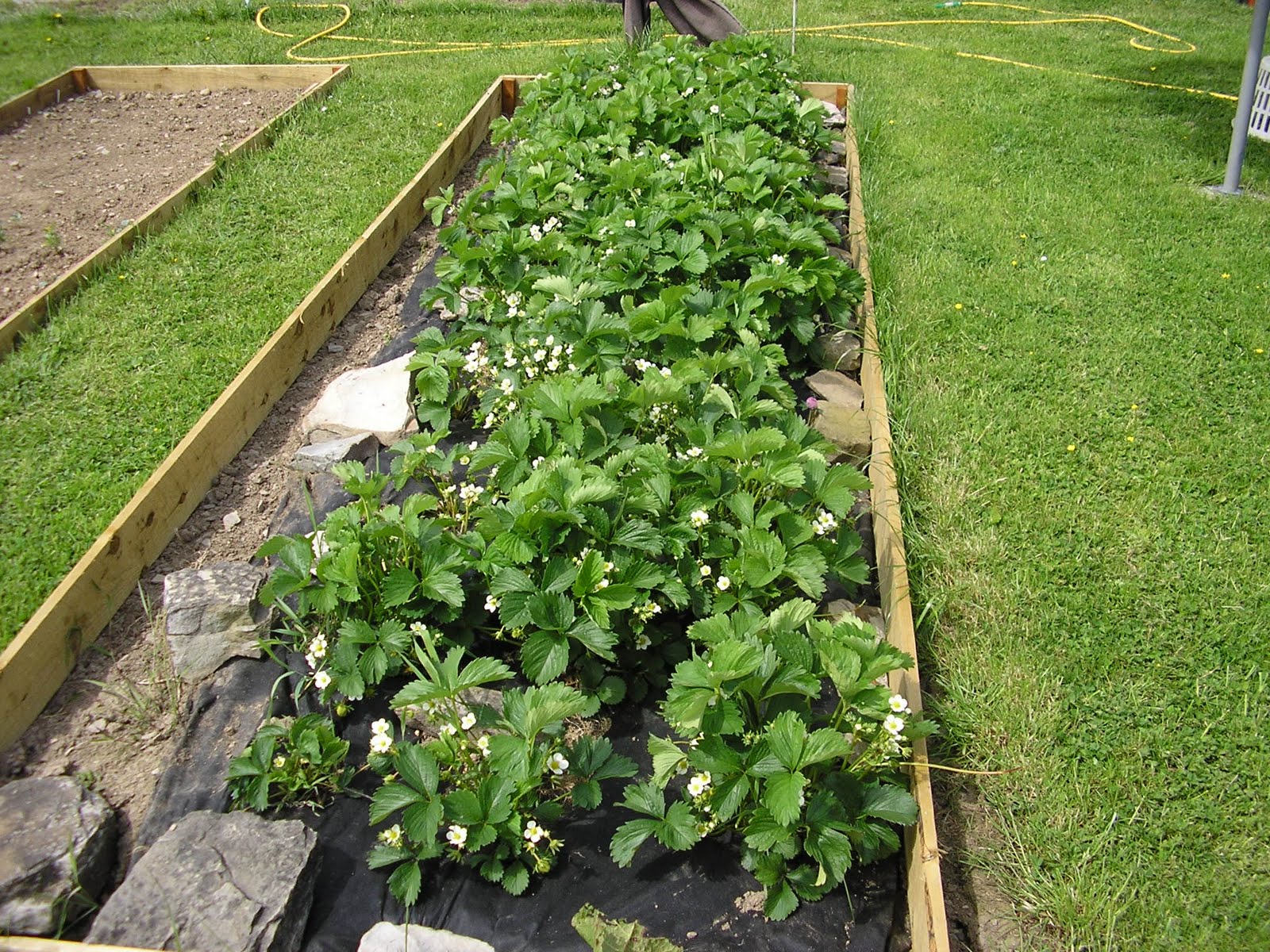 Planting Strawberries