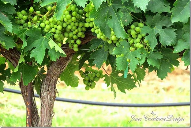 Vineyard