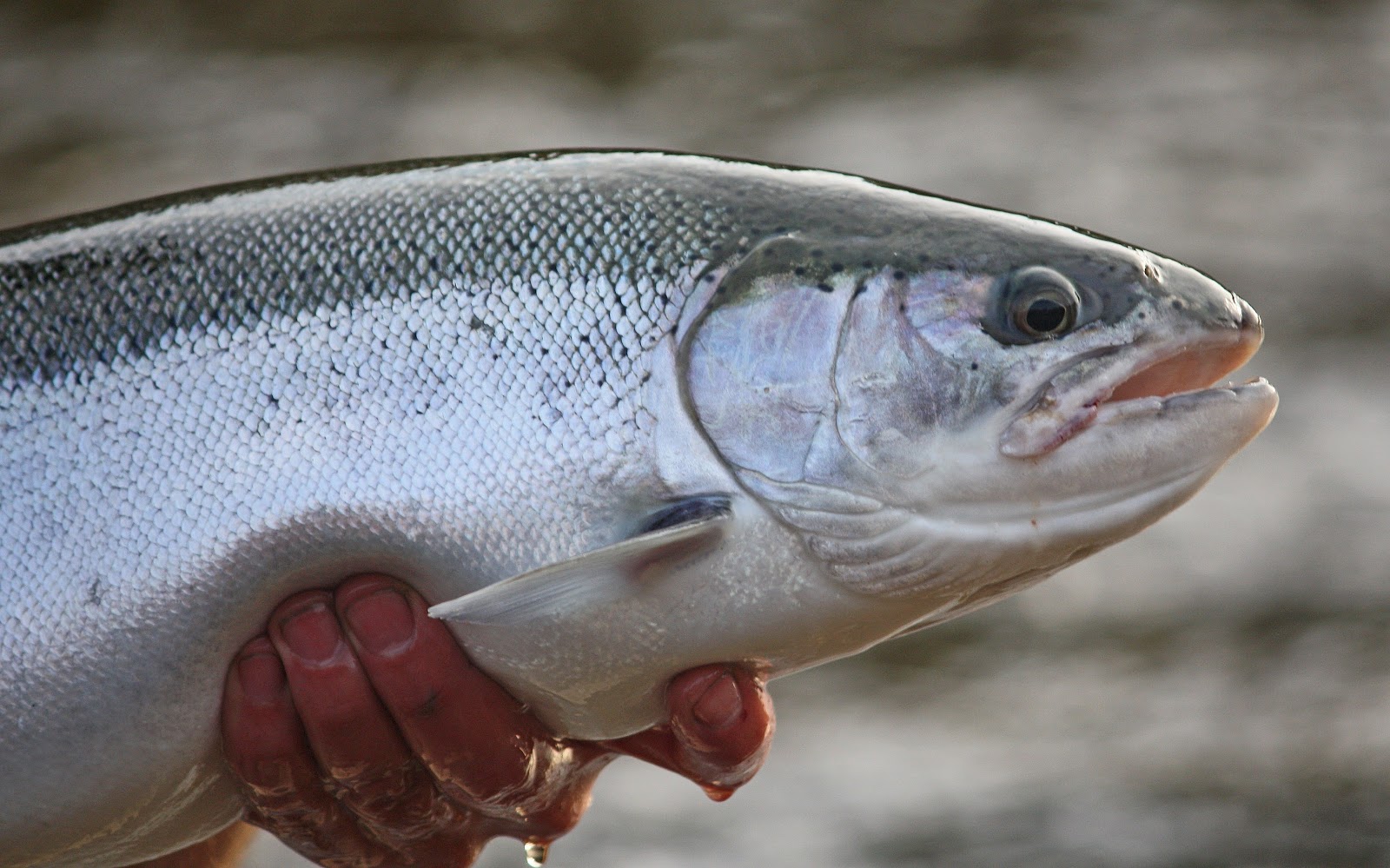 Salmon Fishing at its best! - Picture of Douglaston Salmon Run