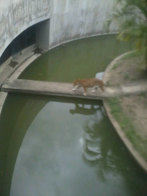 Murió de hambre el Jaguar del Parque del Este llamado Caroní