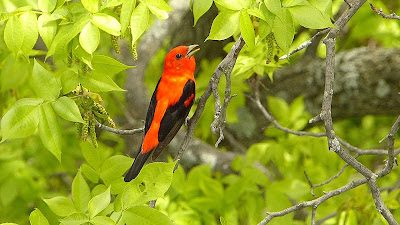 Scarlet Tanager