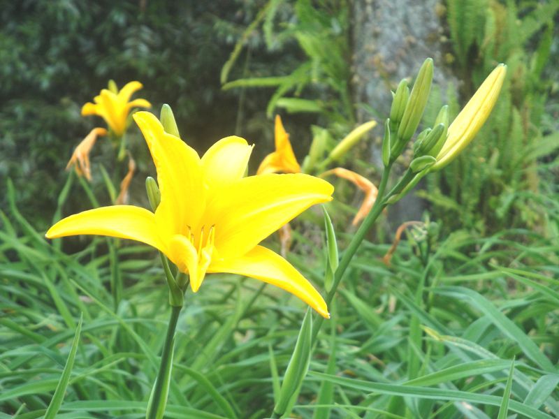 Bedugul-Bali Eka Karya Botanical Garden Tourist Destination (Spot) - Tourist, Objects, Attractions, Places, Areas, Destinations, Spots, Regions, Bali, Bedugul, Candi Kuning, Batunya, Eka Karya, Botanical Garden, Attractions