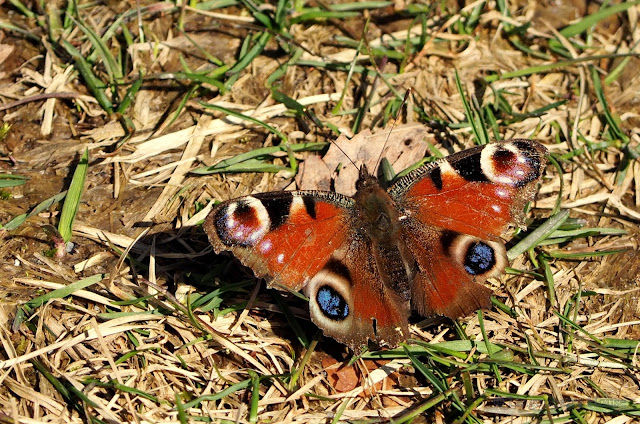 lingonberryhouse, kevät, spring, butterfly, bird, perhonen