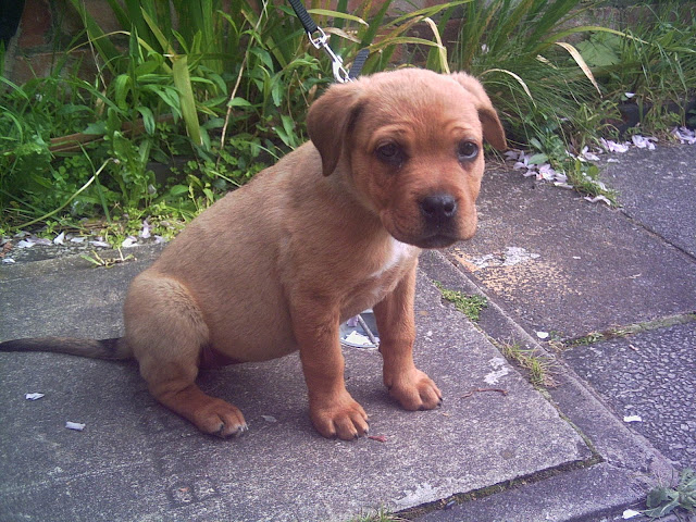 Sheba aged 10 weeks