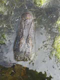 Alligator at Huntington State Park © Katrena