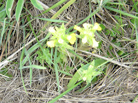 And the Ragweed is just starting to pop up!