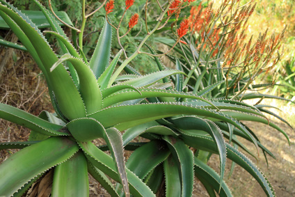 plante aloé vera