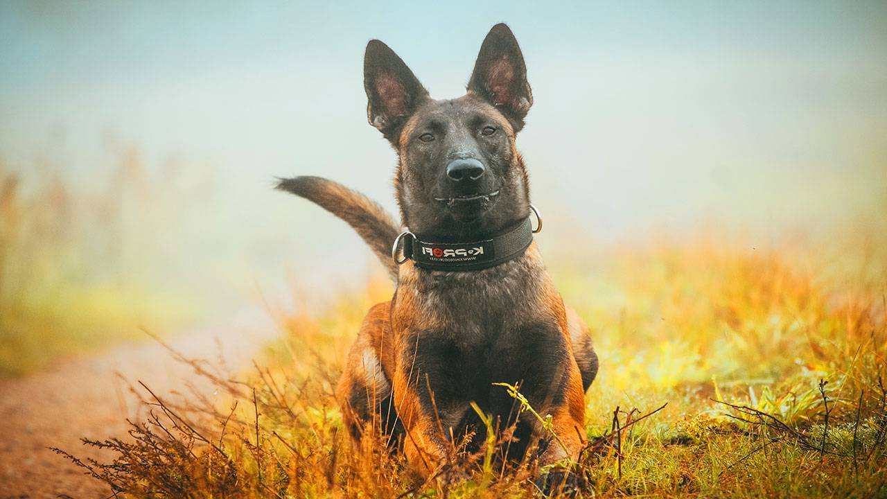 Berger malinois