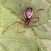 Dwarf sheet spider