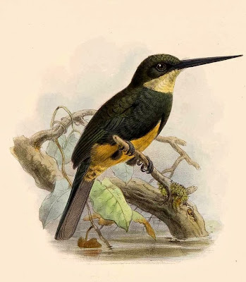 Jacamar lomo oscuro