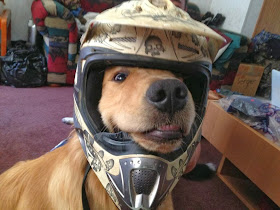 Cute dogs - part 11 (50 pics), dog wears helmet