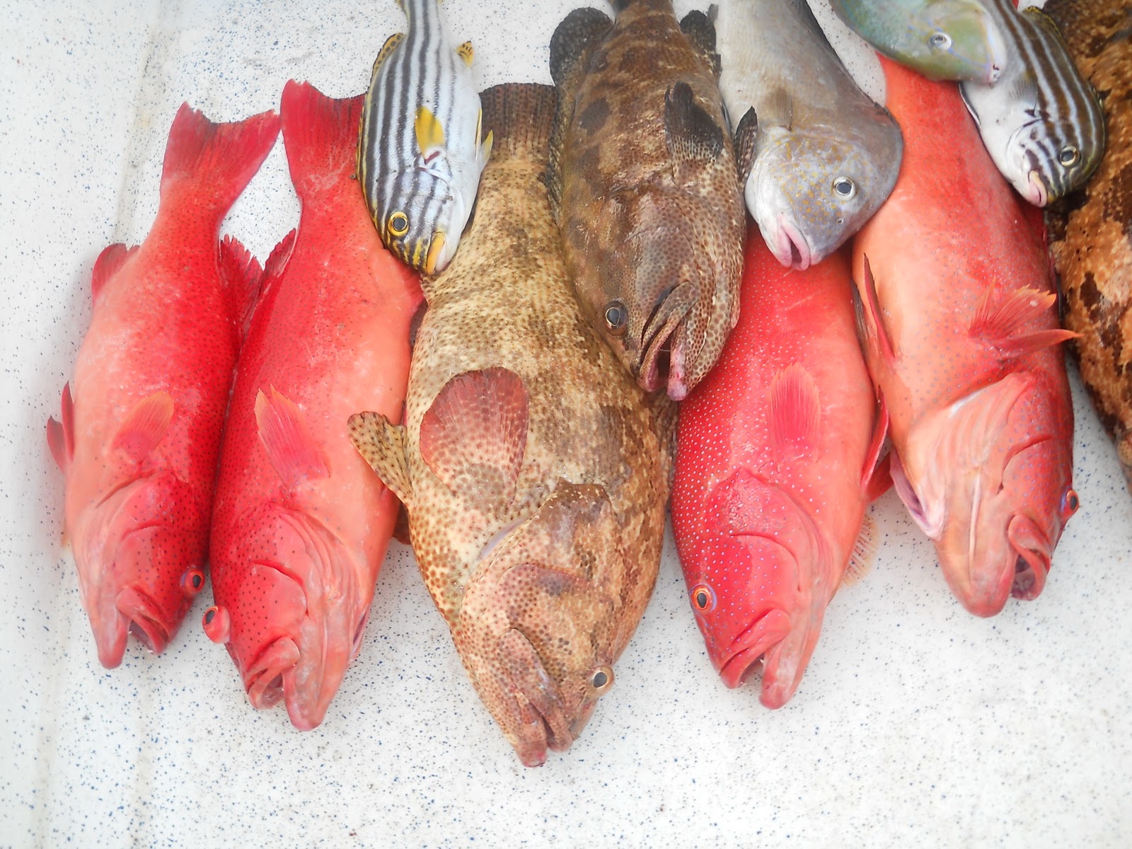 Want To Sell WTS Hasil Laut Segar dari Sabah 