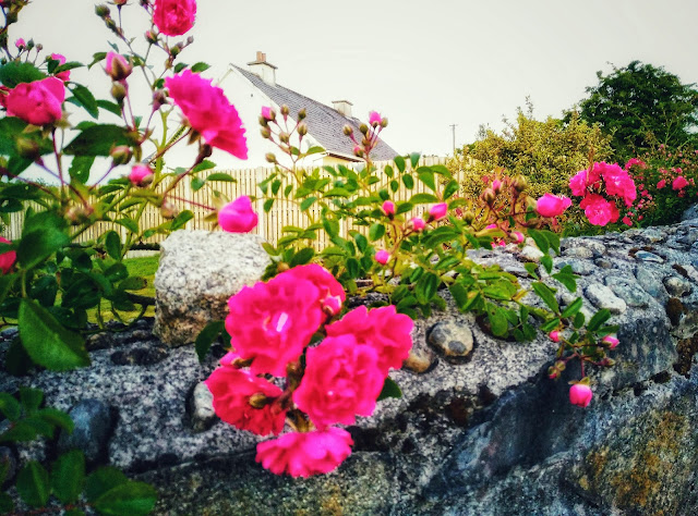 red roses on a stone wall, Connemara Ireland
