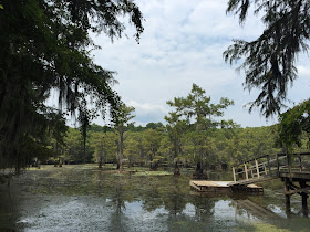 Les eaux verdâtres du Caddo Lake et son ponton