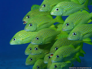 fishes hd wallpapers.jpg