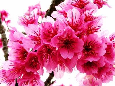 HD Gambar Wallpaper Dinding Bunga Sakura | Download ...