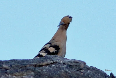 "Eurasian Hoopoe - Upupa epops , uncommon perched atop a rock."