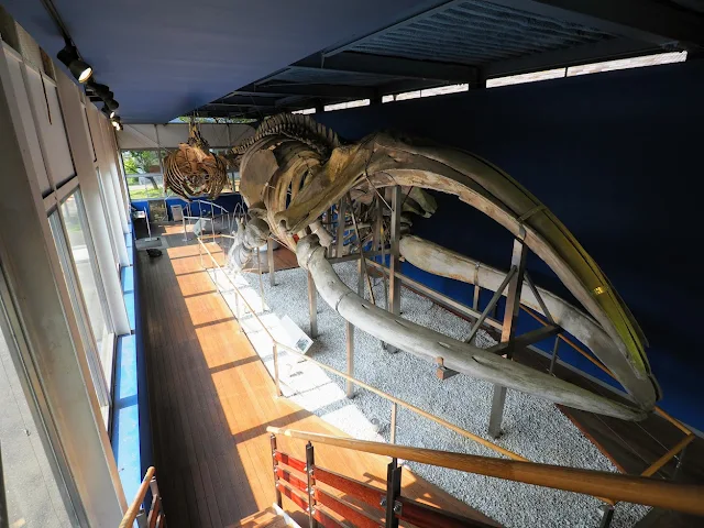 東京海洋大学　マリンサイエンスミュージアム　鯨ギャラリー