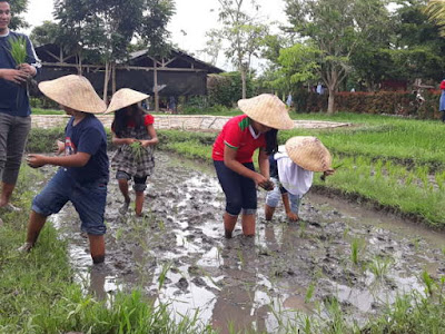 Belajar menanam Padi di sawah Milkindo