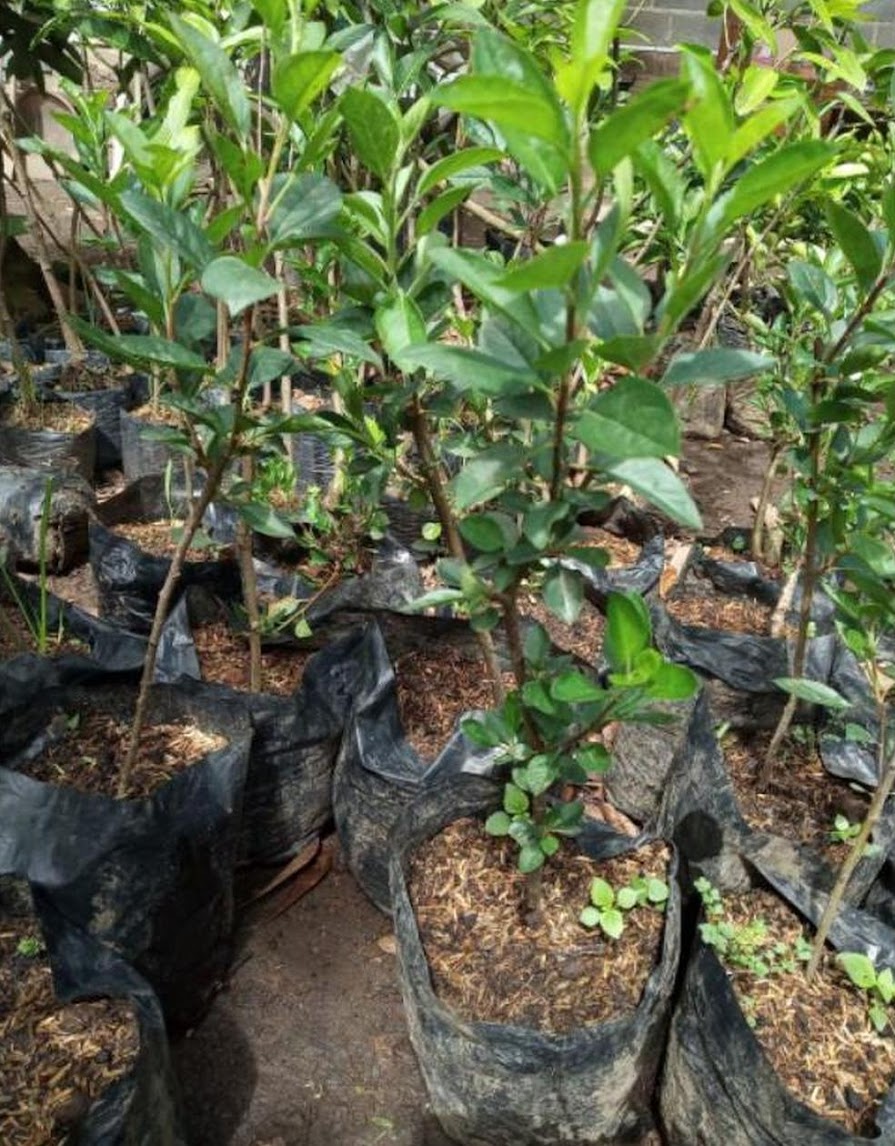 bibit apel fuji import hasil ukulasi cepat berbuah batang Sulawesi Utara
