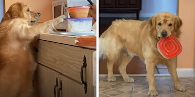 Perro que roba comida de la cocinar no tiene idea de que lo están vigilando