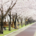 釜山團｜釜山賞櫻私人包車團 Busan Tour｜Busan Cherry Blossoms Private Tour