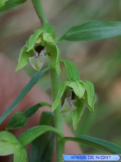 Orchidées de France 