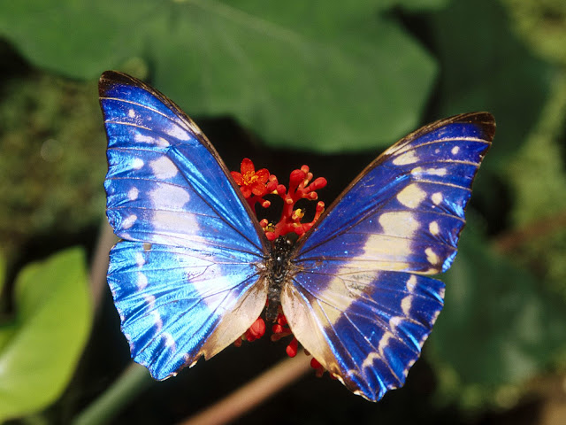 desktop butterflies wallpaper hd butterfly wallpaper