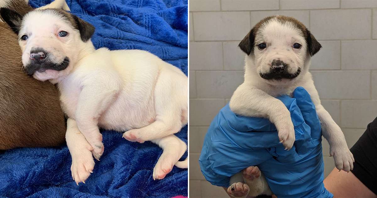 Adorable Pictures Of Shelter Puppy Born With A Handlebar Mustache